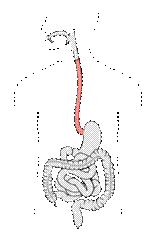 http://upload.wikimedia.org/wikipedia/commons/thumb/e/e1/Tractus_intestinalis_esophagus.svg/220px-Tractus_intestinalis_esophagus.svg.png